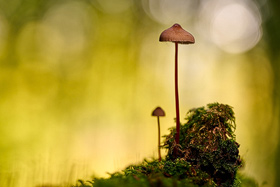 Pilz im Teutoburger Wald