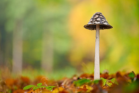 Specht-Tintling im Teutoburger Wald