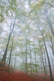 Teutoburger Wald im Herbst