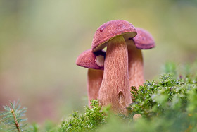 Maronenrohrling im Teutoburger Wald