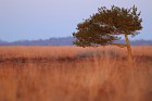 Baum im Morgenlicht