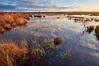 winter in a swamp (Germany)