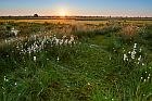 swamp (Germany)