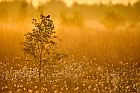 common cottongrass