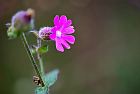 red campion