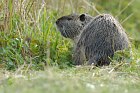 Nutria