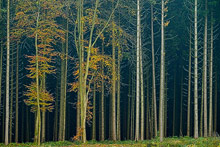 Herbst im Teutoburger Wald