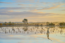 Diepholzer Moor