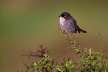 Sardinian warbler
