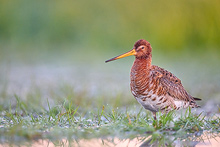 black-tailed godwit