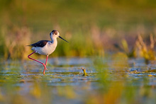 black-winged stilt