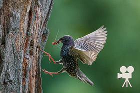 common starling feeding