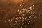 Wollgras im Moor