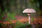 parasol mushroom in a German forest