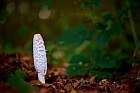 shaggy ink cap in a German forest