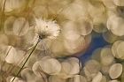 common cottongrass