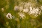 common cottongrass