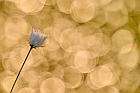 common cottongrass