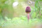 parasol in a German forest