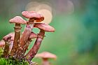 mushrooms in sa German forest