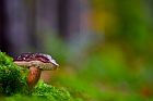 bay bolete in a German forest