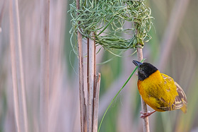 black-headed weaver