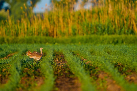 Gro&szlig;trappe im NP Hansag